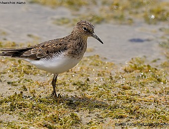 Animali 429